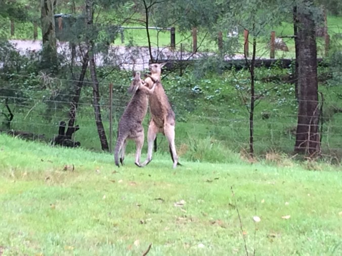 The biggest "wow" moment: roo boxing!
